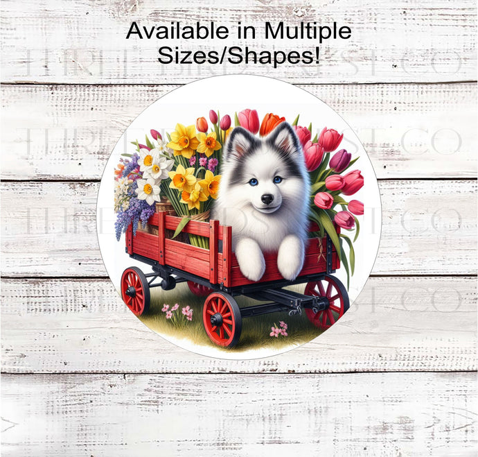 An adorable Pomsky Dog on a flower cart full of Spring Flowers