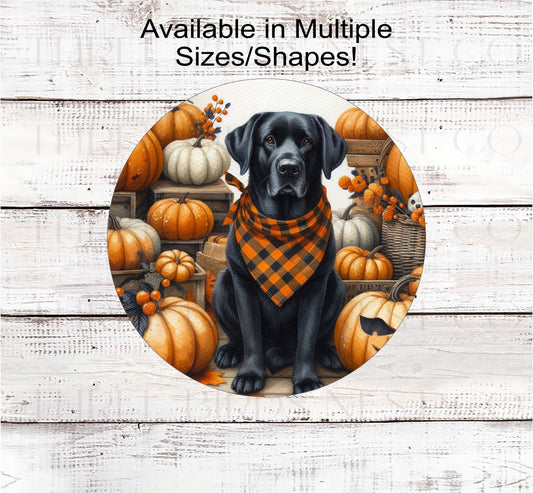 A beautiful black Labrador Retriever dog wearing an American Flag orange and black buffalo plaid bandanna while sitting amongst orange and white pumpkins.