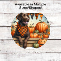 A beautiful chocolate Labrador Retriever dog wearing an American Flag orange and black buffalo plaid bandanna while sitting amongst orange and white pumpkins.