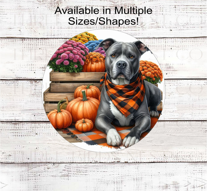 A beautiful grey and white Pit Bull dog wearing an American Flag orange and black buffalo plaid bandanna while sitting amongst beautiful Mums and pumpkins.