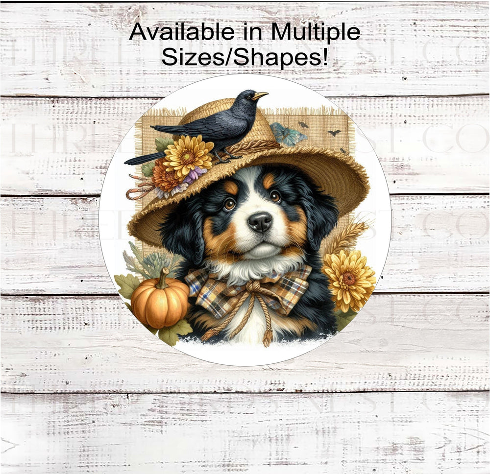 An adorable Bernese Mountain dog dressed as a Fall Scarecrow.