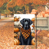 A beautiful black Labrador Retriever set for Fall and wearing a buffalo plaid bandanna and surrounded by orange and white pumpkins.