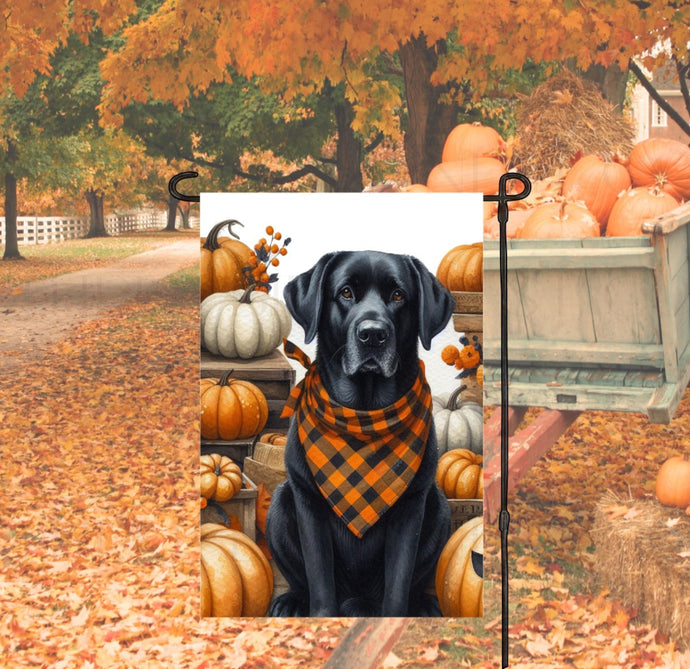 A beautiful black Labrador Retriever set for Fall and wearing a buffalo plaid bandanna and surrounded by orange and white pumpkins.