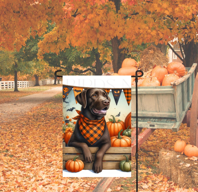 A beautiful Chocolate Labrador Retriever set for Fall and wearing a buffalo plaid bandanna and surrounded by orange and green pumpkins.