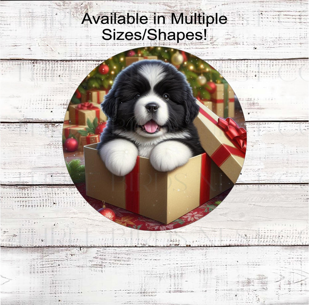 An adorable Landseer Newfoundland puppy in a Christmas gift box.