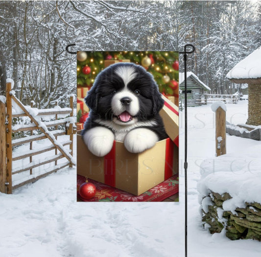 An adorable Landseer Newfoundland puppy in a Christmas Gift Box.