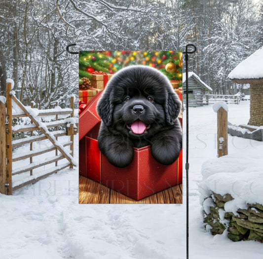 An adorable black Newfoundland in a Christmas gift box.
