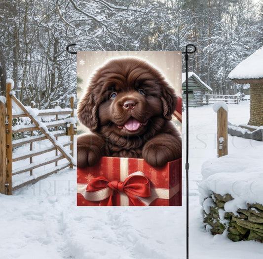 An adorable Newfoundland puppy in a Christmas Gift Box.