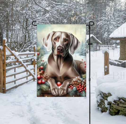 A beautiful Weimaraner in a Winter setting