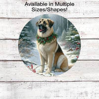 A beautiful Anatolian Shepherd Livestock Guardian dog in a festive collar in a winter woodland setting