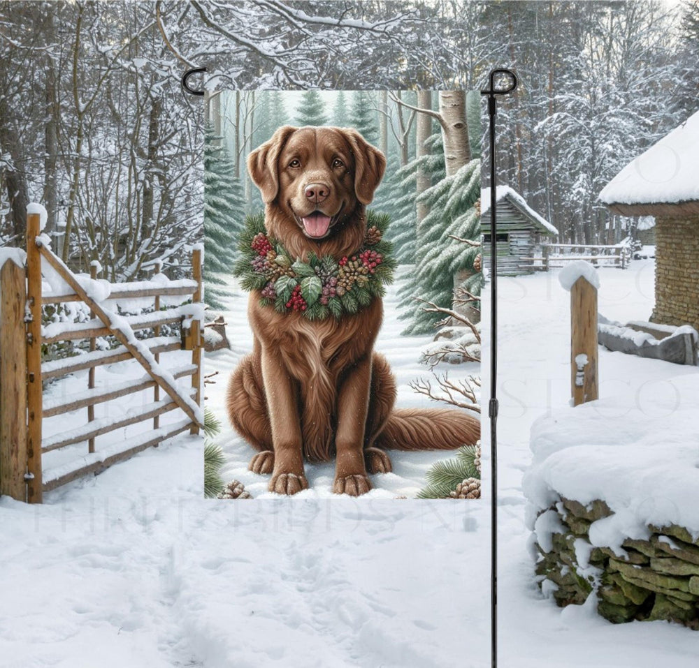 A Chesapeake Bay Retriever in a Winter setting with a festive collar on.