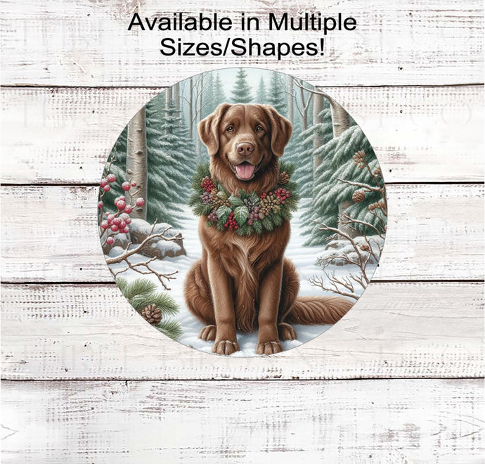 A beautiful Chesapeake Bay Retriever dog in a festive collar in a winter woodland setting