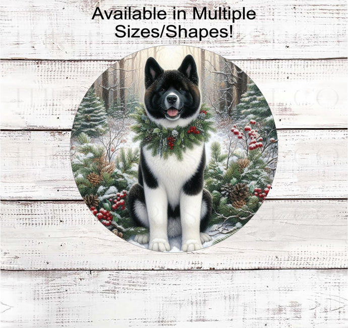 A beautiful black and white Akita dog in a festive collar in a winter woodland setting