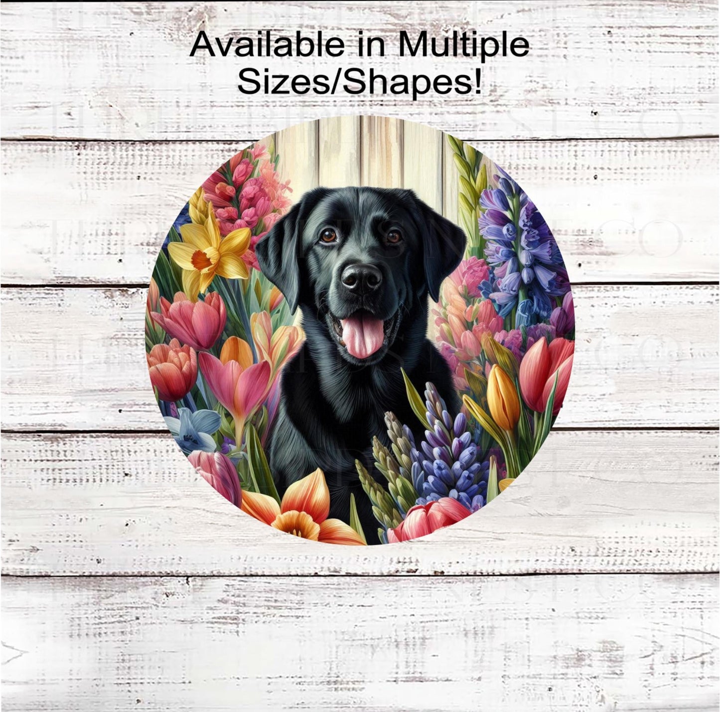 A black Labrador Retriever dog surrounded by beautiful Spring flowers