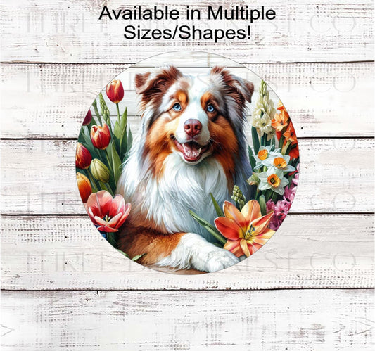 A beautiful red merle Australian Shepherd surrounded by bright Spring Flowers.