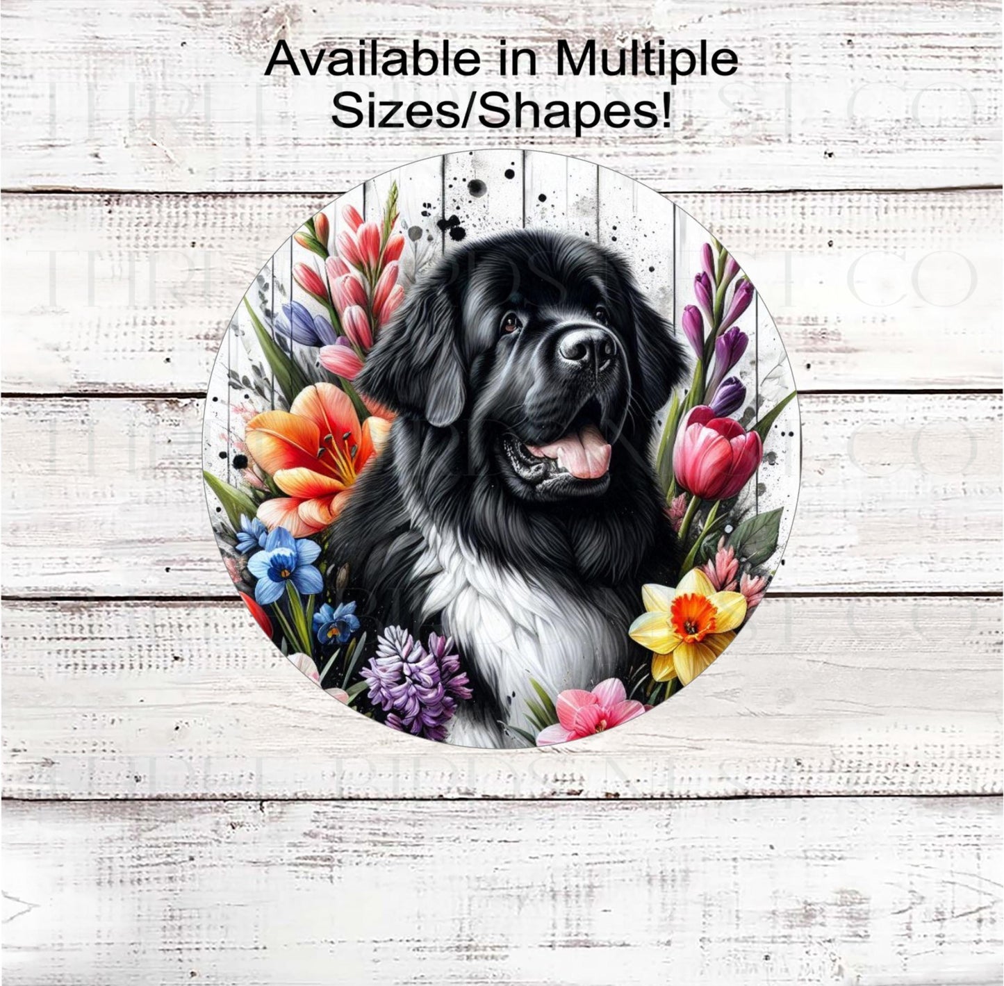A beautiful Landseer Newfoundland dog surrounded by bright Spring Flowers.