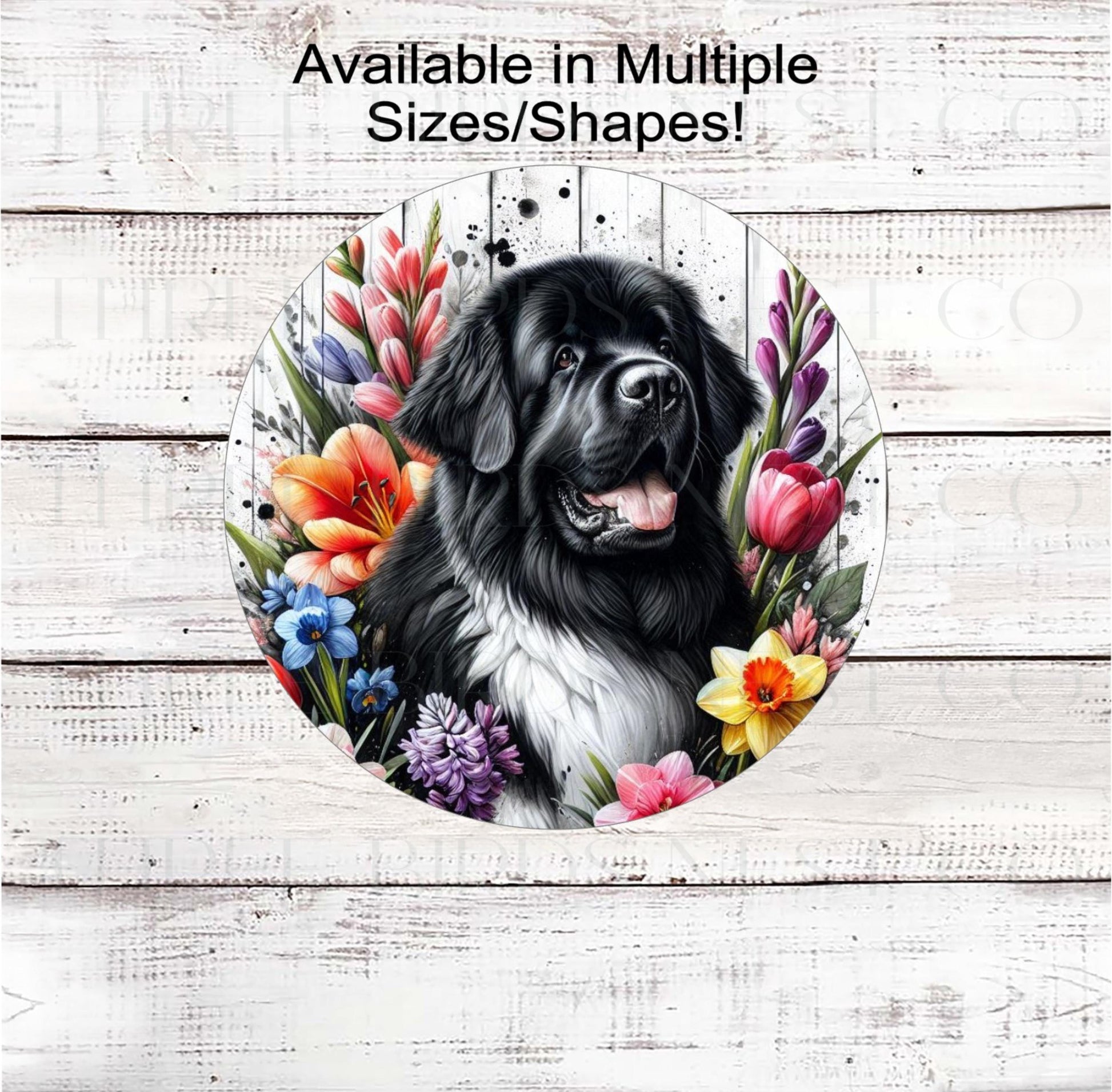 A beautiful Landseer Newfoundland dog surrounded by bright Spring Flowers.