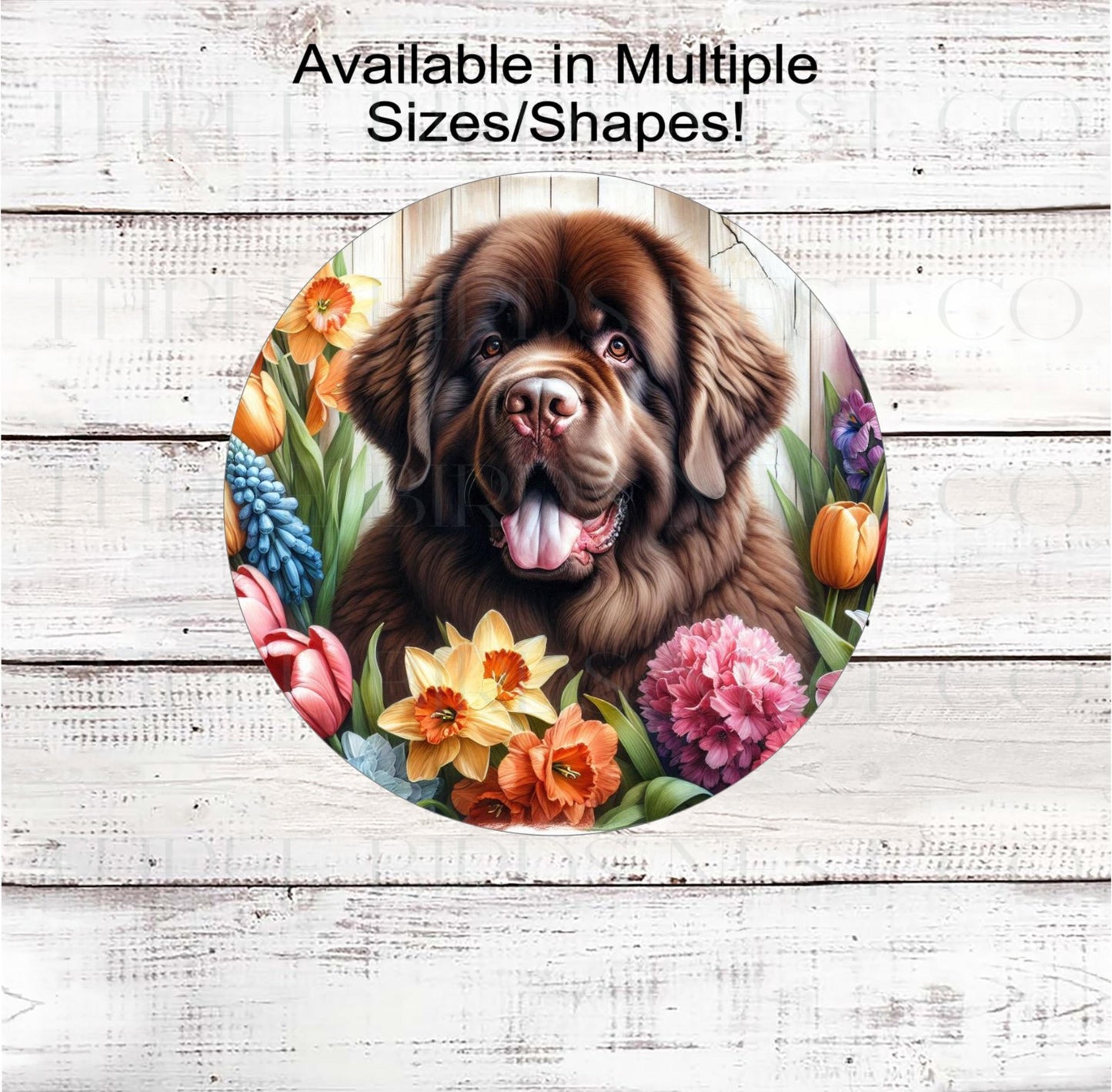 A beautiful brown Newfoundland dog surrounded by bright Spring Flowers.