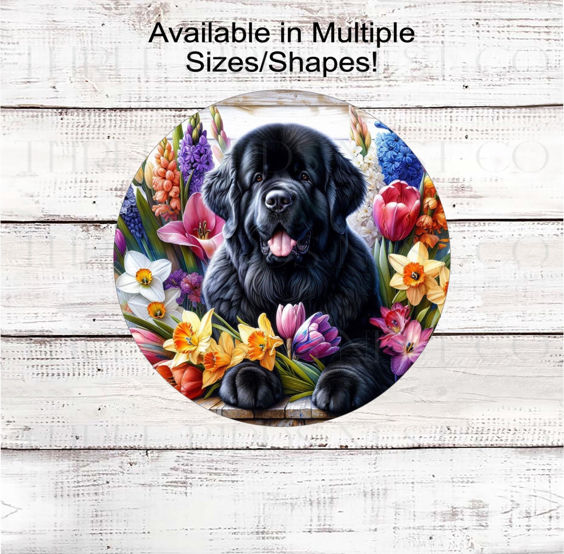 A beautiful black Newfoundland dog surrounded by bright Spring Flowers.