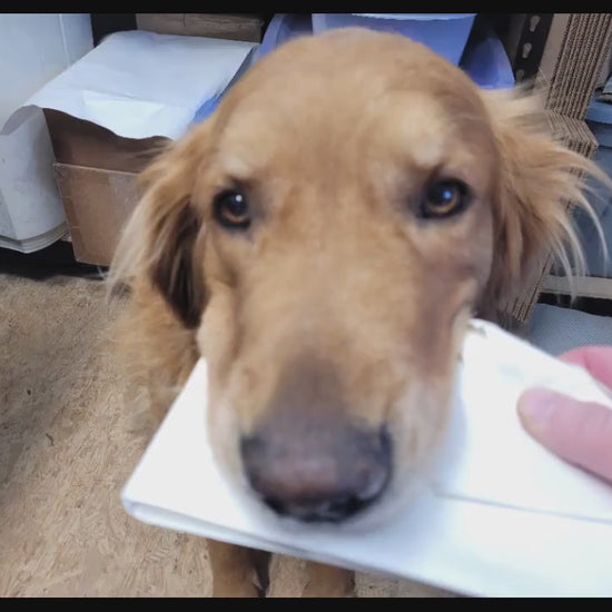 Staffordshire Terrier Dog Christmas Wreath Signs - Pit Bull Lover - Winter Welcome Sign - Dog Wreath Signs