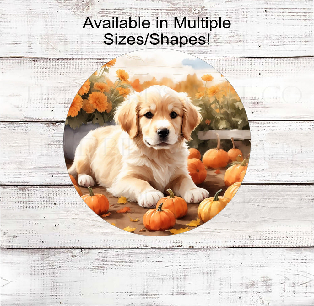 A Golden Retriever Dog Puppy in a pumpkin patch with marigolds and mums.