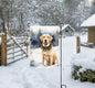 A yellow Labrador Retriever in a snowy Winter scene wearing a greenery and berries collar.