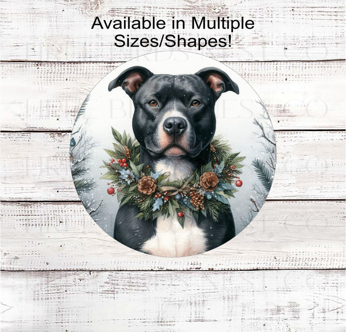 A black and white Pit Bull in a Winter setting wearing a festive collar of greenery and pine cones.