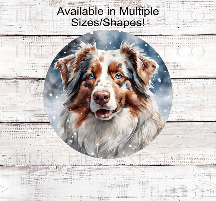 A beautiful red merle Australian Shepherd with blue eyes in a winter wonderland