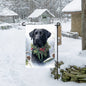 A black Labrador Retriever in a Winter setting with a festive collar on.