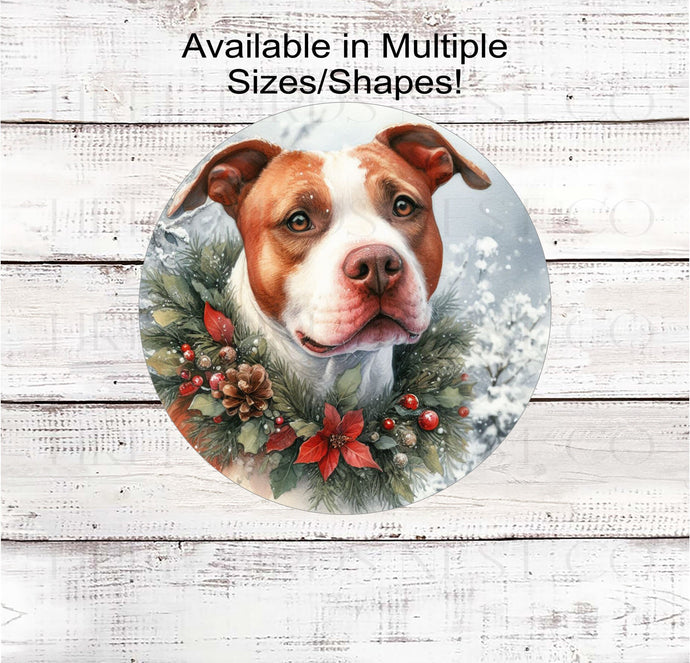 A red-nosed PitBull terrier with a festive Winter collar.