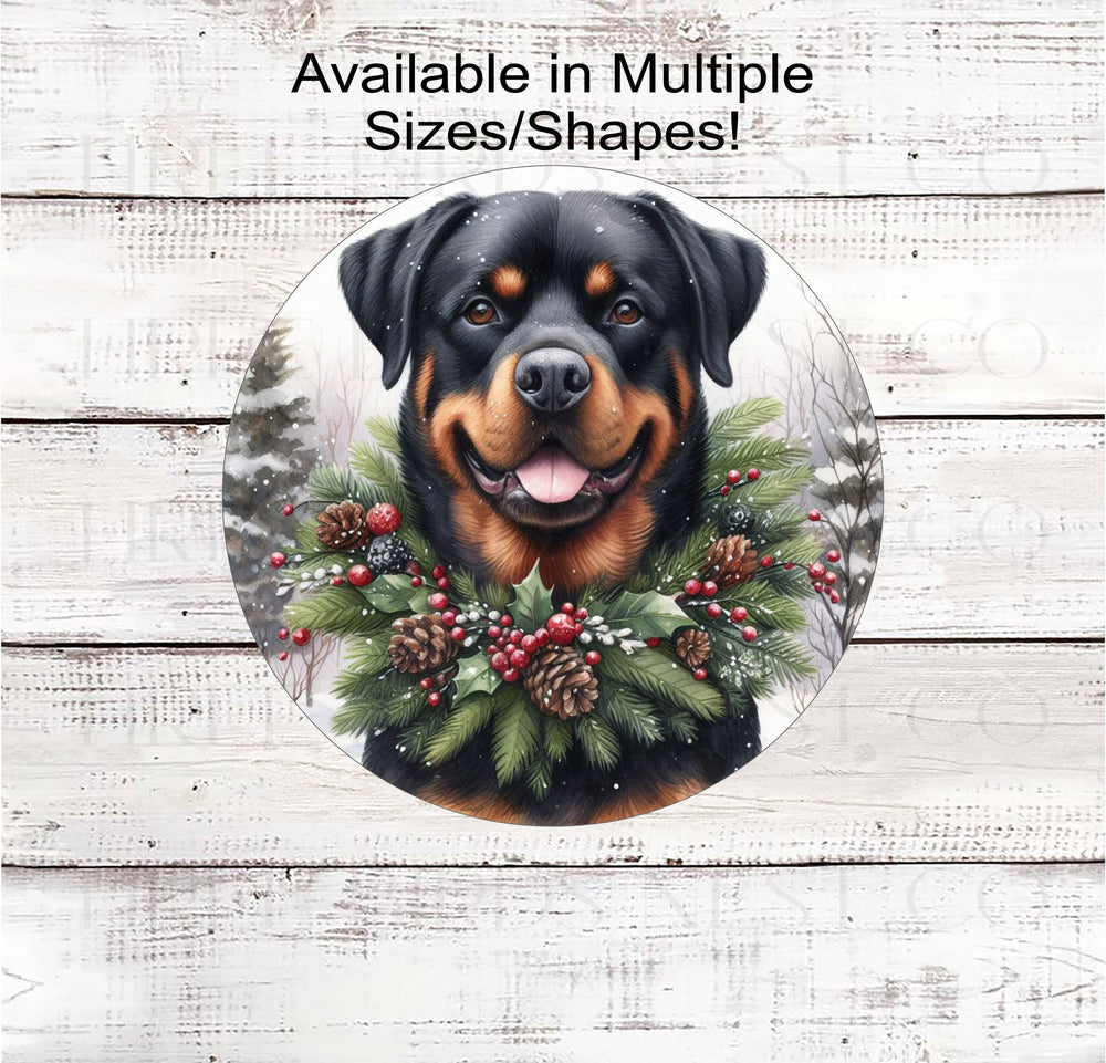 A Rottweiler Dog in a Winter Wonderland setting wearing a festive collar of greenery, berries and pine cones.