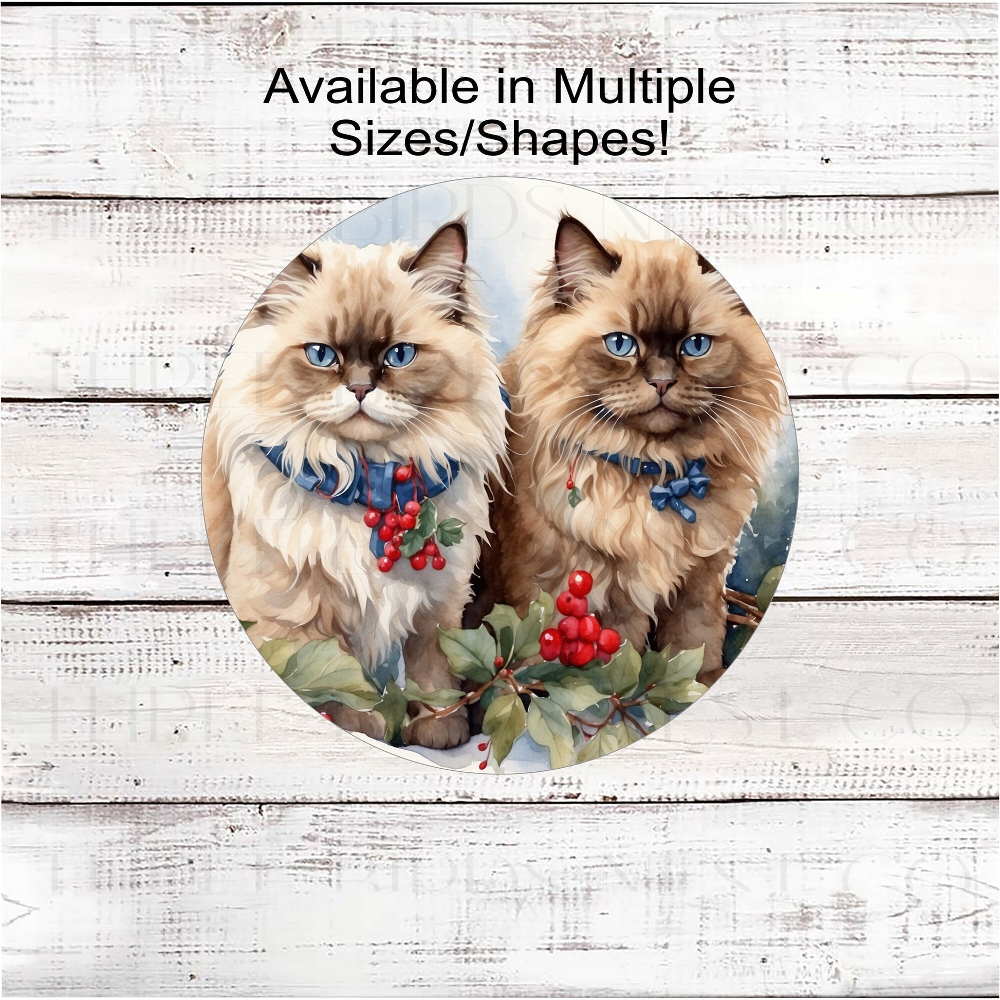 A pair of Himalayan cats with festive collars sitting in a Winter setting.