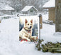 A white German Shepherd dog in a Winter Wonderland setting.