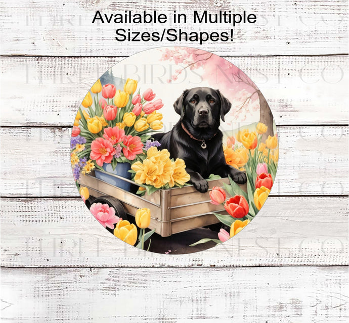 A black Labrador Retriever dog surrounded by beautiful Spring flowers