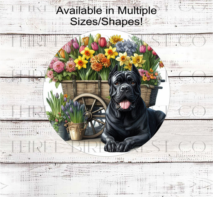 A black Cane Corso dog surrounded by beautiful Spring flowers