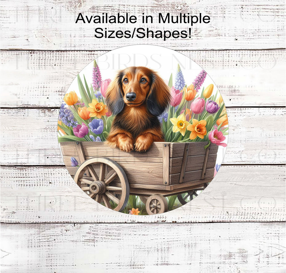 A long-haired Dachshund Dog on a flower cart full of Spring Flower