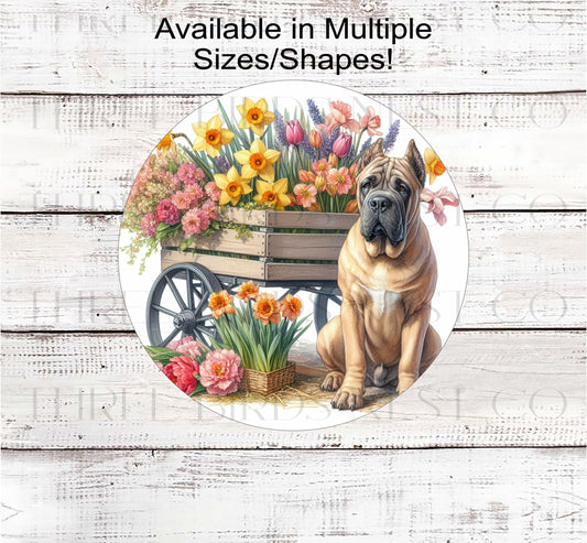 A fawn Cane Corso dog surrounded by beautiful Spring flowers